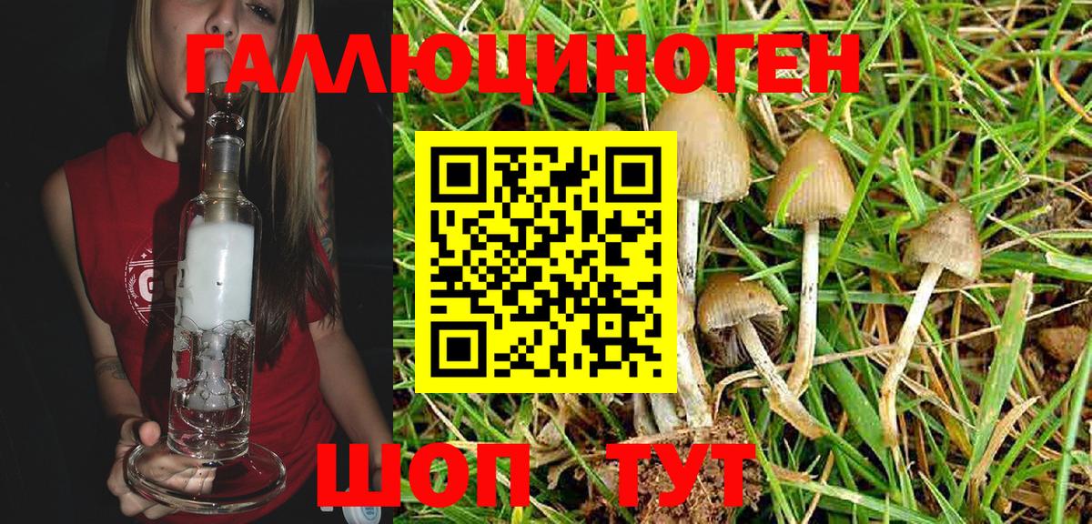 Галлюциногенные грибы Psilocybe Искитим